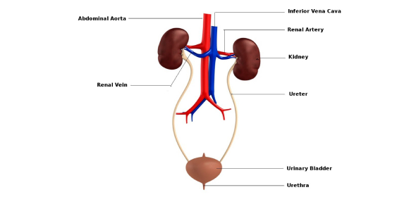 Formation Of Urine System Quiz - ProProfs Quiz